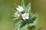 Corn gromwell